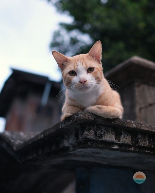 A ginger cat sitting on a wall in Ban Khrua, Bangkok, keeping watch over the old silk-weavers' quarter