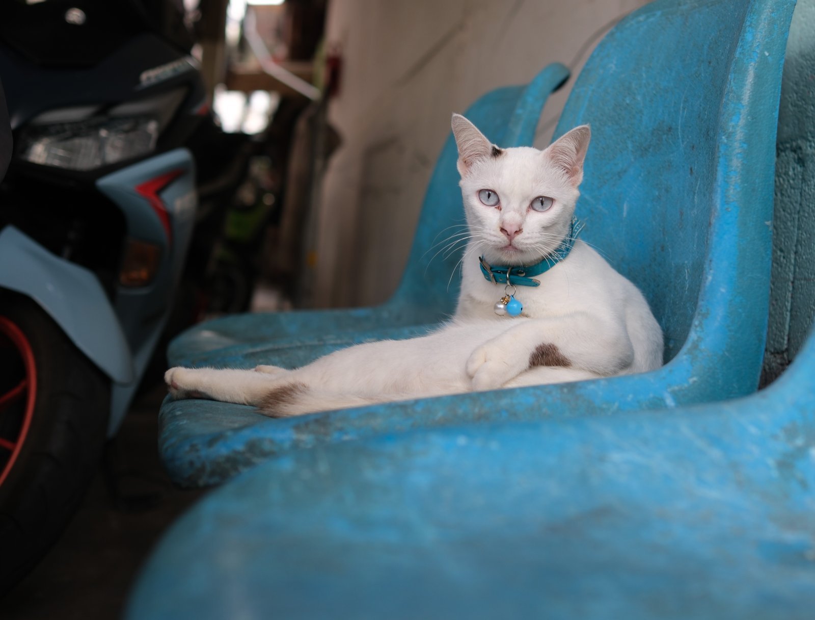 A cat enthroned on a blue plastic chair in Ban Khrua, the Princess of Ban Khrua