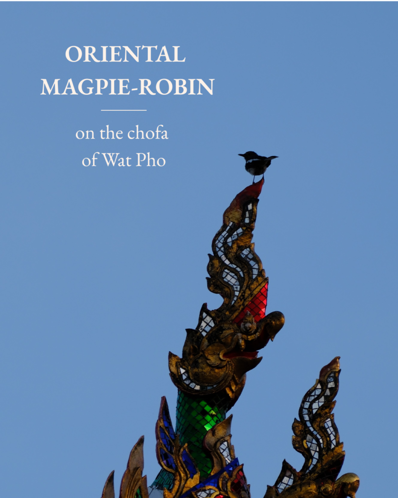An oriental magpie-robin perched on the tip of a chofa, the bird-shaped finial of a Wat Pho temple roof, against a blue sky