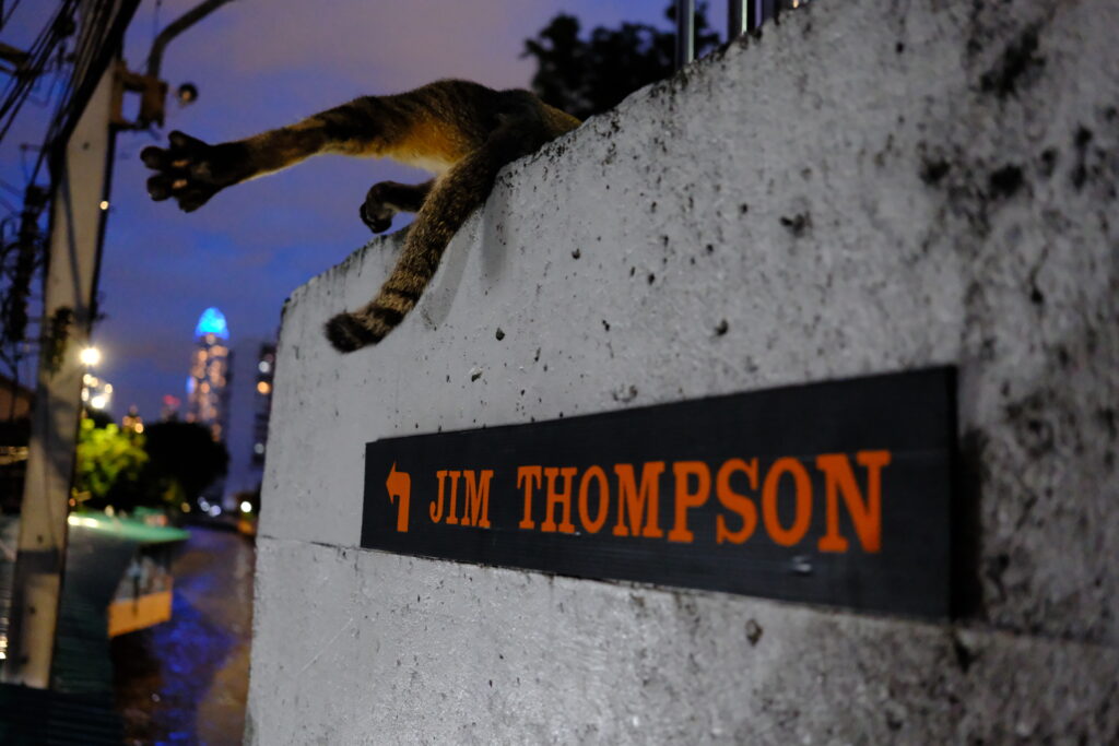 Cat stretching on a wall above a Jim Thompson House sign at dusk