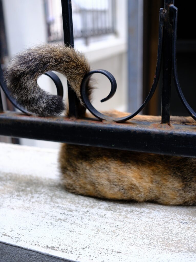 A tabby cat's curled tail echoing the wrought-iron scrolls of a fence in Ban Khrua, Bangkok