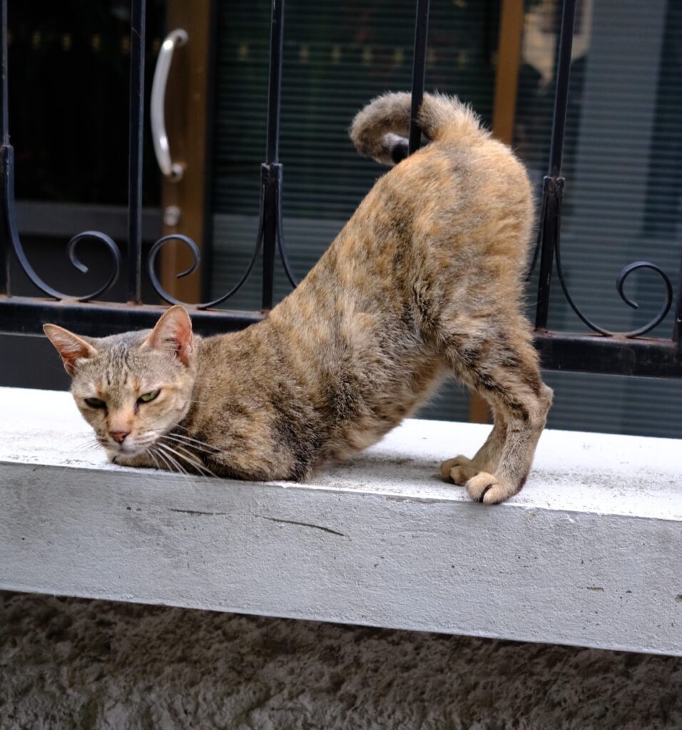 A tortie-tabby street cat stretching in a downward-facing pose on a ledge in Ban Khrua, Bangkok