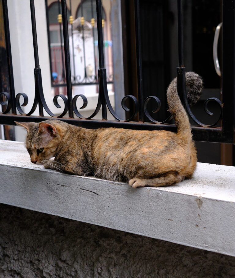 A tortie-tabby cat resting on a painted ledge against an iron fence in the Ban Khrua community, Bangkok