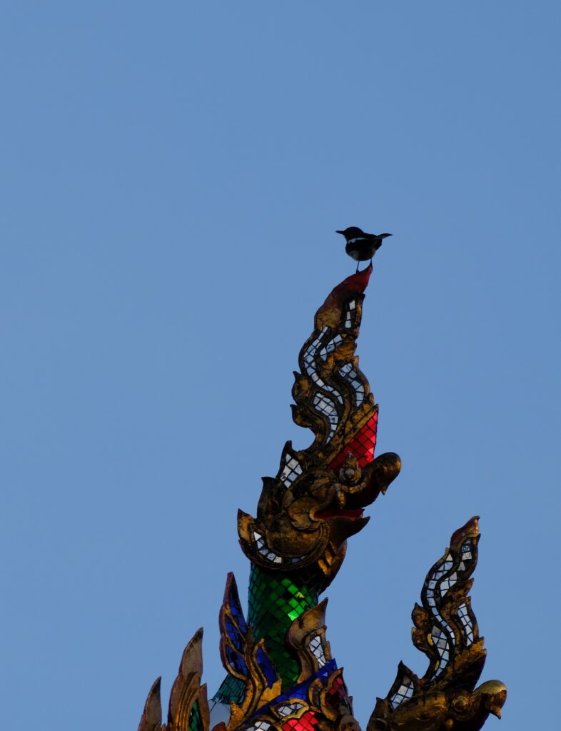 An Oriental magpie-robin perched on the tip of a golden chofa, the ornamental finial of a Thai temple roof, against a blue morning sky