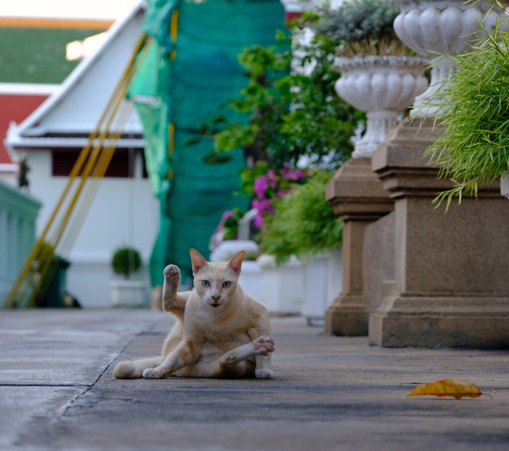 A cream-coloured temple cat mid-groom, one leg raised, on the stone courtyard of Wat Pho in the early morning