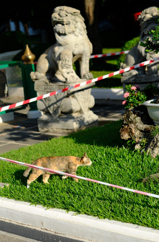 A cat walking the roped-off lawn at Wat Arun in Bangkok, between two Chinese guardian lion statues