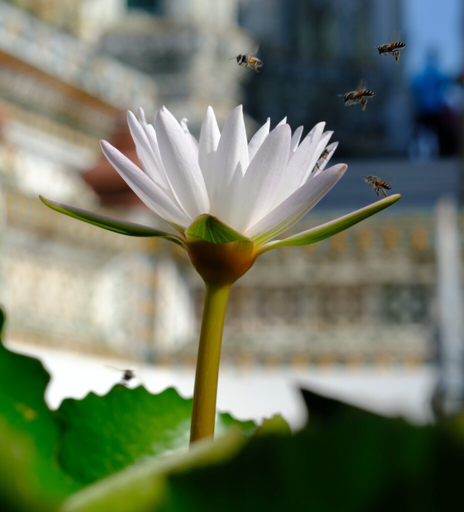 A white lotus flower in bloom with honeybees at Wat Arun, Bangkok