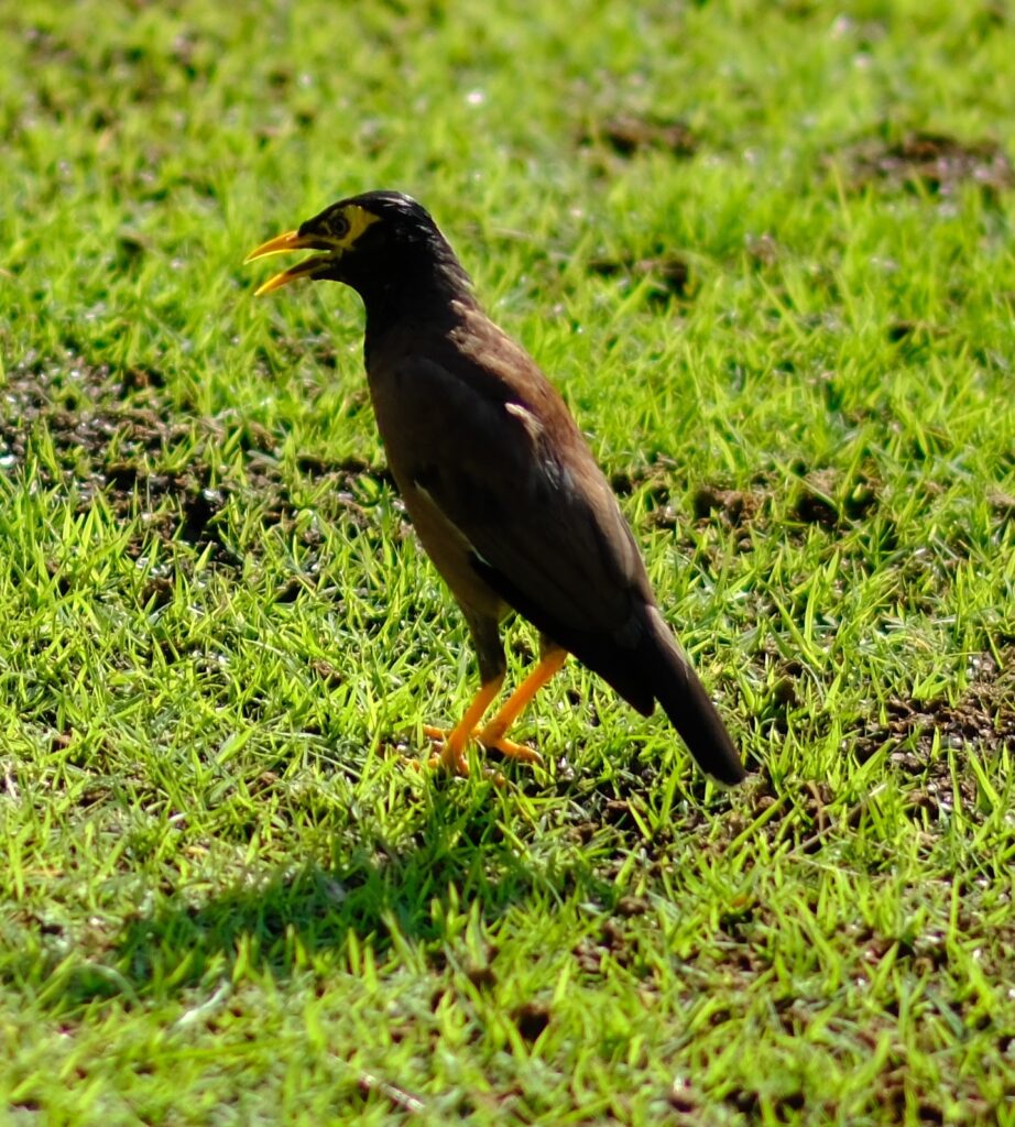 A common myna bird on the emerald lawn at Wat Arun, Bangkok