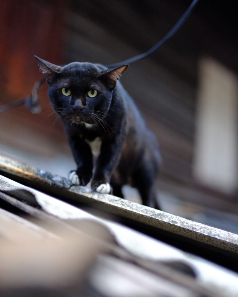 A street cat on the wooden rooftops of the Ban Khrua community in Bangkok