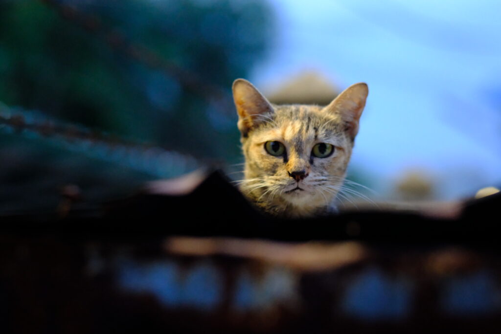 A street cat resting among roof tiles at dusk, whiskers catching the light