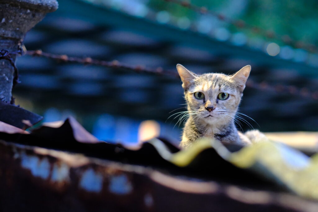 A tortie-tabby cat peering over a rooftop ridge at blue hour in Bangkok