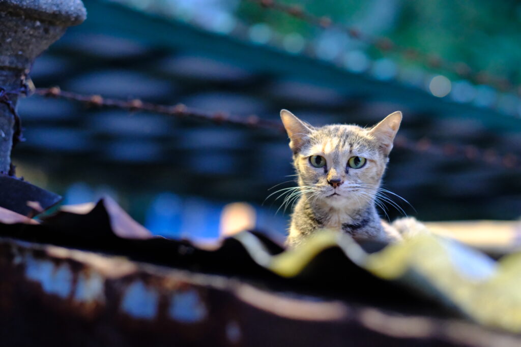 Cat on a corrugated roof in Ban Khrua