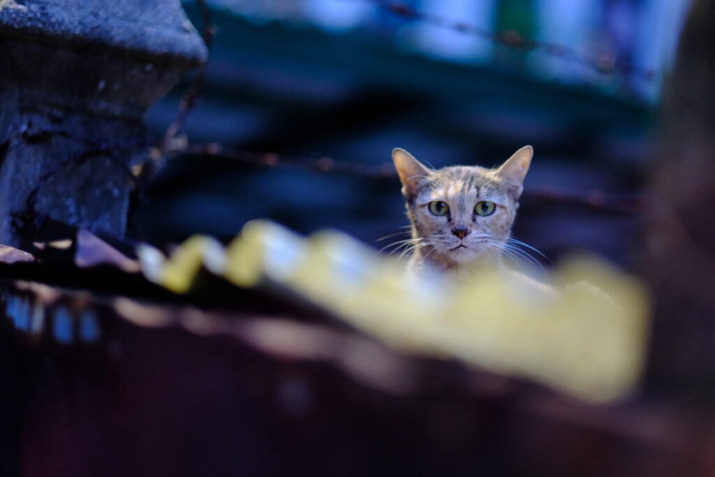 A tabby cat watching from a Bangkok rooftop through blurred leaves at blue hour