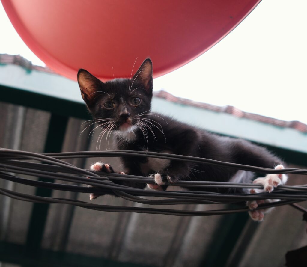 A black and white kitten gripping tangled electrical wires below a red satellite dish in Ban Khrua, Bangkok