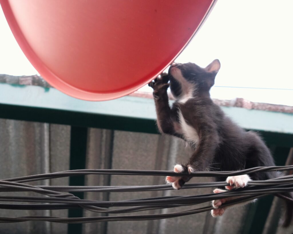 A kitten reaching up from the wires to touch a red satellite dish on the rooftops of Ban Khrua