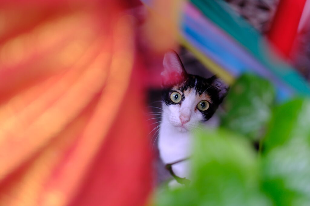 Calico cat peeking out between bright colors in a Sathorn soi